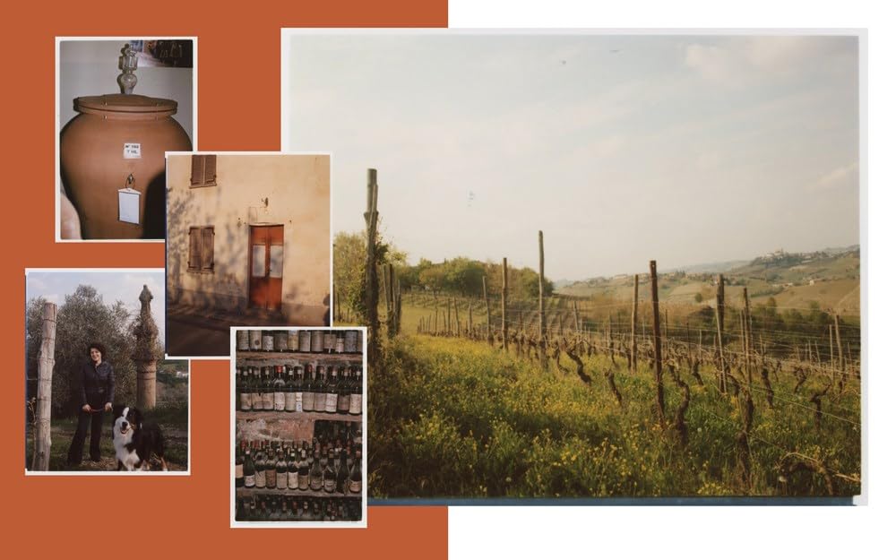 Italian Wine: The History, regions, and grapes of an iconic wine country