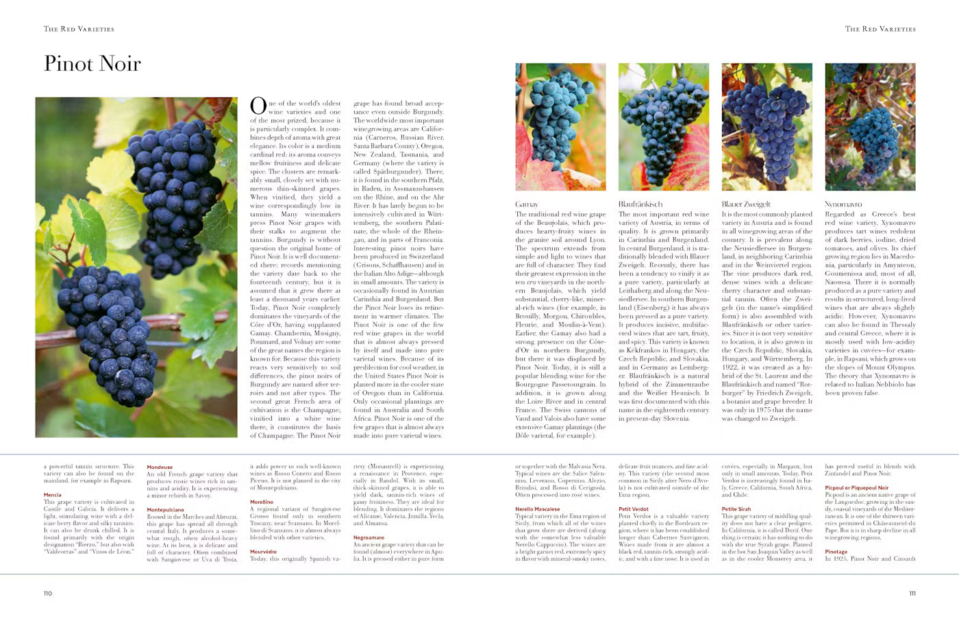 Wine from Grape to Glass: Fifth Edition