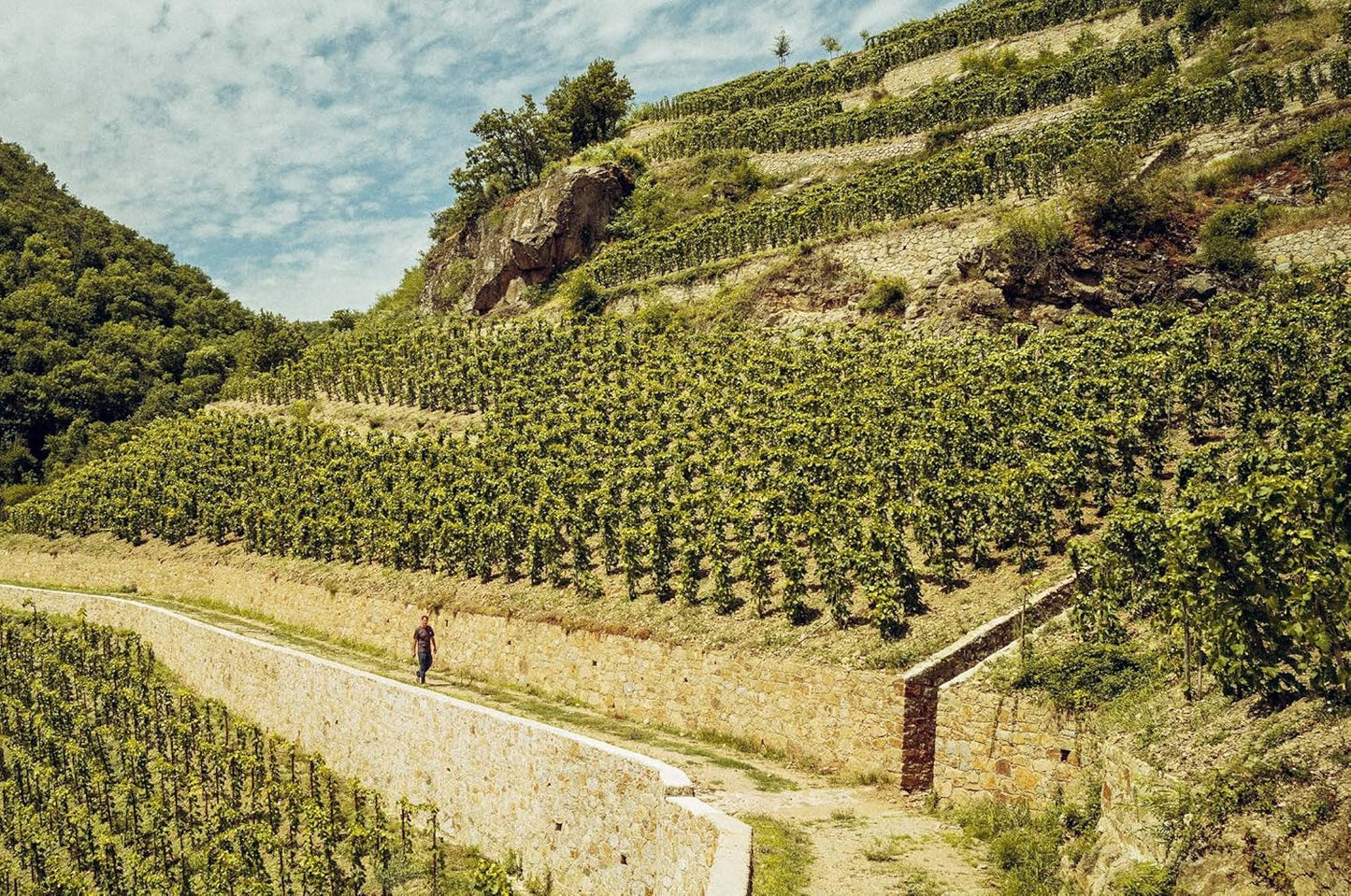 Who's Afraid of Romanée-Conti? A Shortcut to Drinking Great Wines