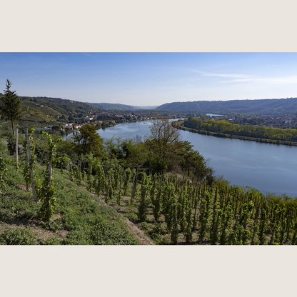 Château-Grillet : les eaux du feu