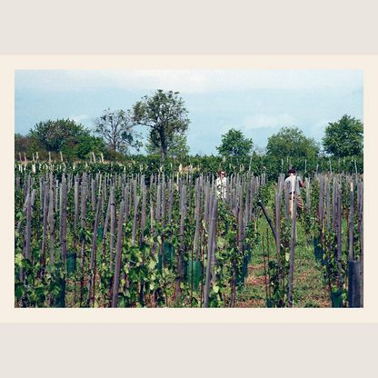 Natural Wine, No Drama