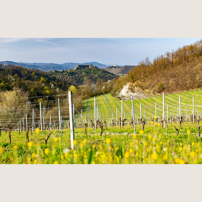 On the Road in Piemonte with Winemakers, Farmers & Chefs