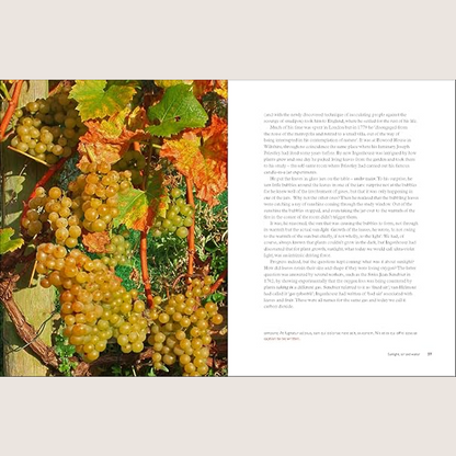 Taste the Limestone, Smell the Slate: A geologist wanders through the world of wine