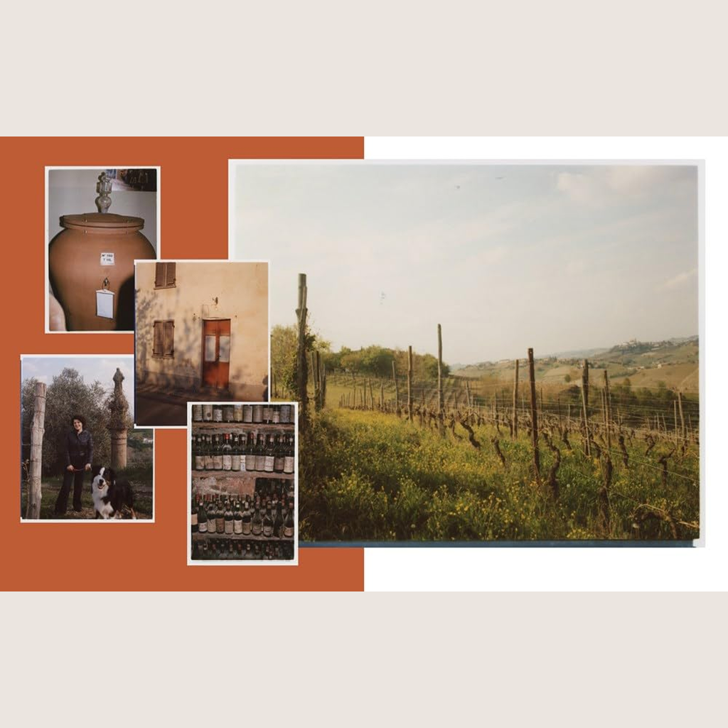 Italian Wine: The History, regions, and grapes of an iconic wine country