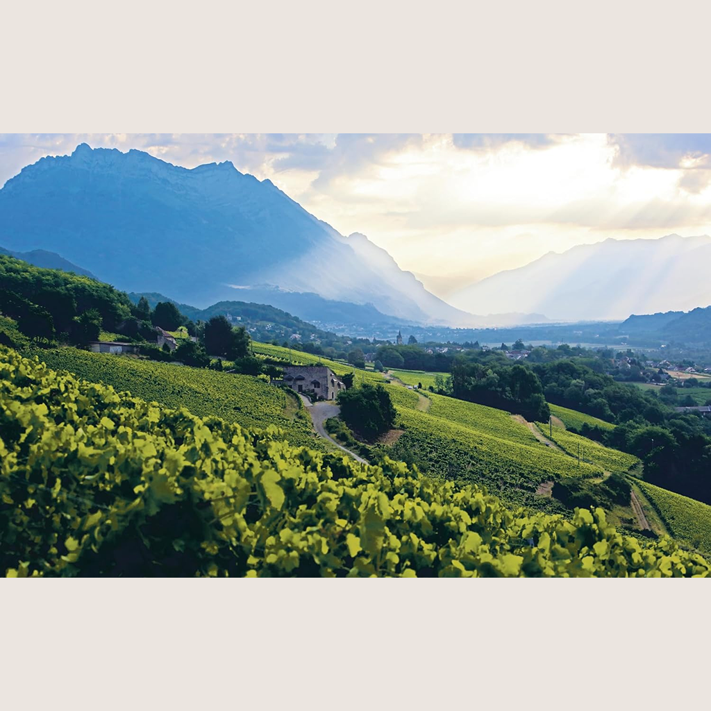 Le nouveau vin français: Redéfinir la plus grande culture viticole du monde