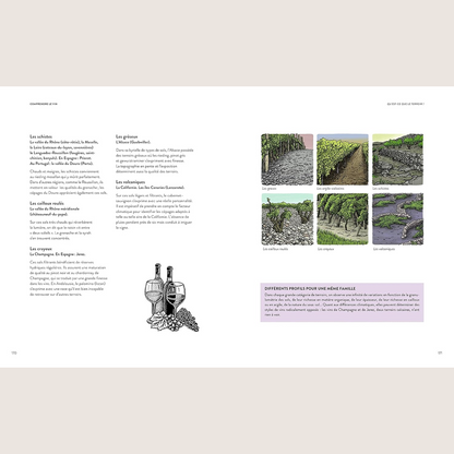 Wine in 50 questions 