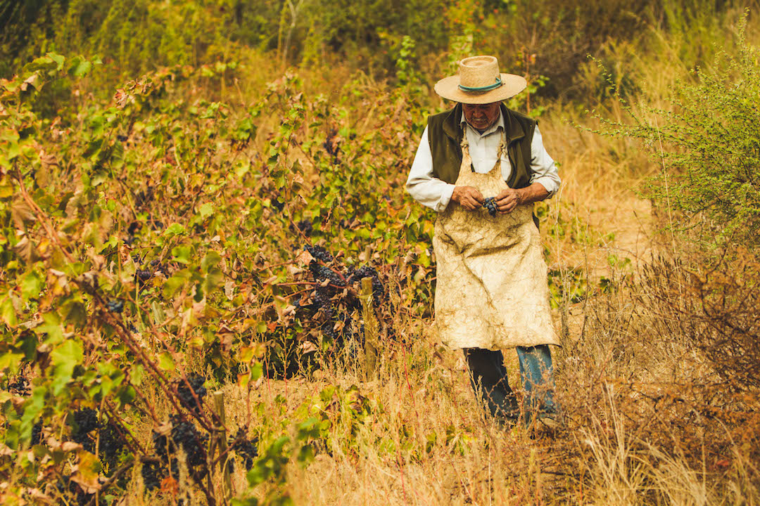 The South America Wine Guide: The definitive guide to wine in Argentina, Chile, Uruguay, Brazil, Bolivia & Peru