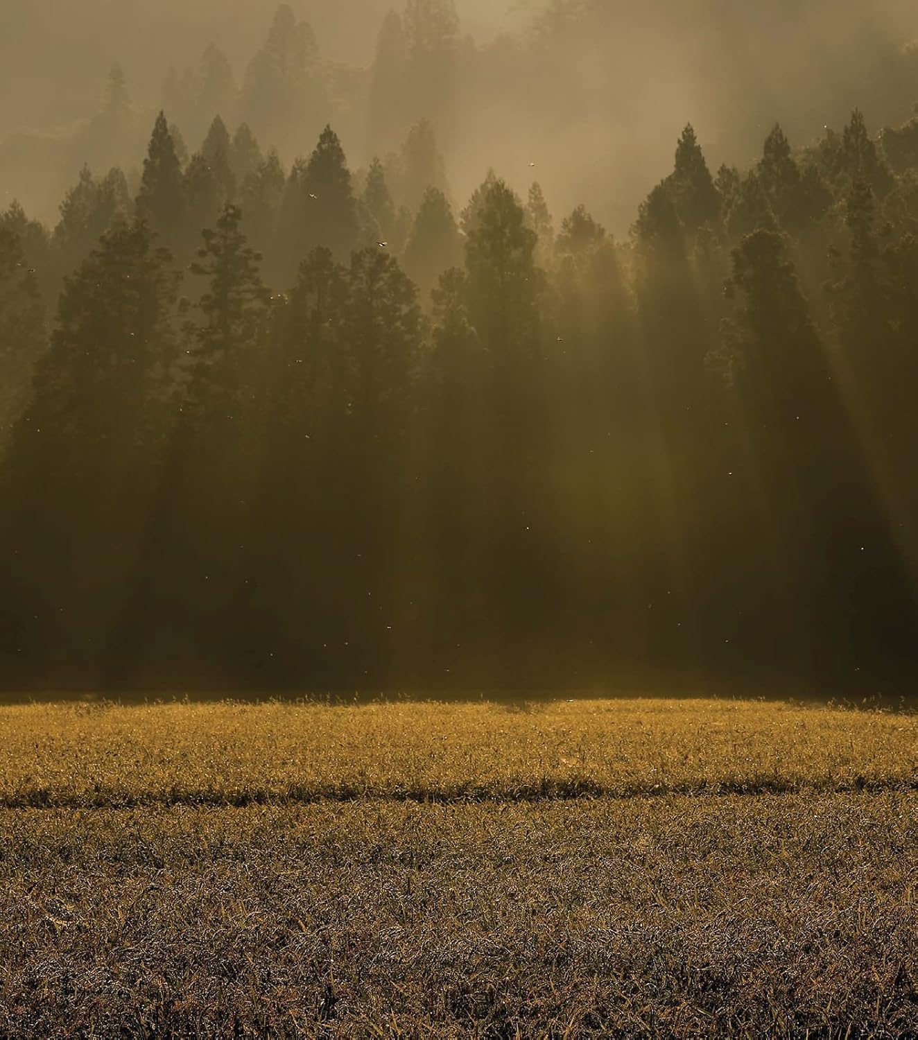 Exploring the World of Japanes Craft Sake: Rice, Water, Earth