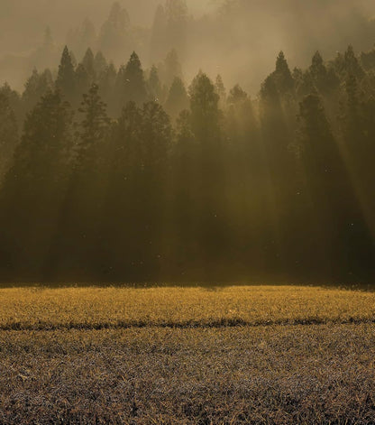 Exploring the World of Japanes Craft Sake: Rice, Water, Earth