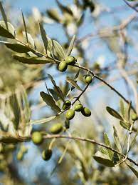Huile d'olive - Fattoria di Caspri