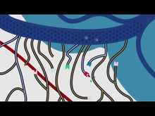 Load and play video in Gallery viewer, Oak - 12 Aromas
